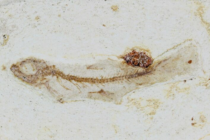 Cretaceous Fossil Fish - Morocco #104385